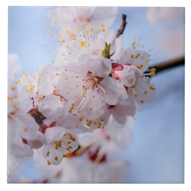 Japansk Apricot-Blommar Kakelplatta (Framsidan)