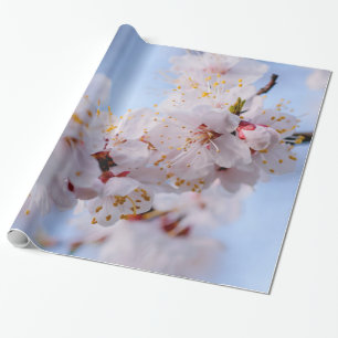 Japansk Apricot-Blommar Presentpapper