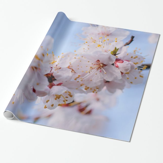 Japansk Apricot-Blommar Presentpapper (Utrullad)