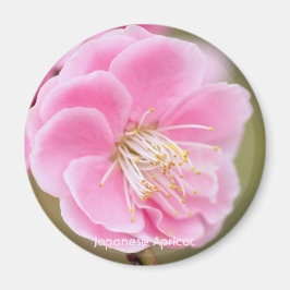 Japansk Apricot [Circle Magnet] Magnet