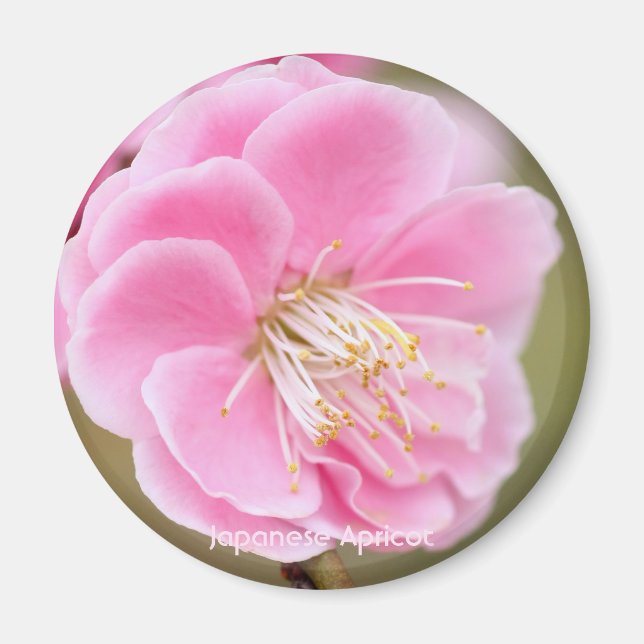 Japansk Apricot [Circle Magnet] Magnet (Framsidan)