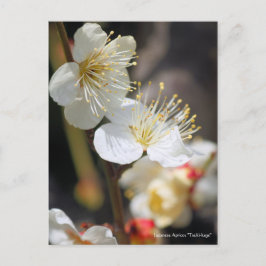 Japansk Apricot ’Tsuki-kage’ [vykort] Vykort