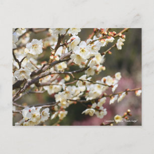 Japansk Apricot ’Tsuki-kage’ [vykort] Vykort