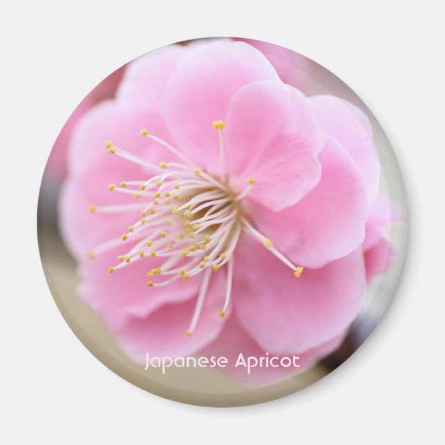 Japansk Aprikos [Cirkulär Magnet] Magnet (Framsidan)