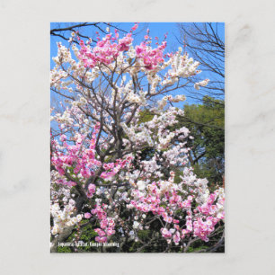Japansk aprikos (UME): Genpei-blomning) [vykort] Vykort