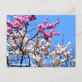 Japansk aprikos (UME): Genpei-blomning) [vykort] Vykort