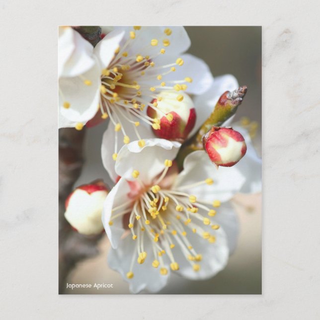 Japansk aprikos [vykort] vykort (Framsida)