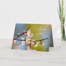 Japansk aprikosblomma