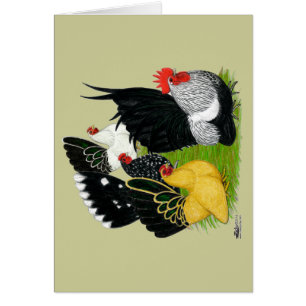 Japansk bantam-kvartetten OBS kort