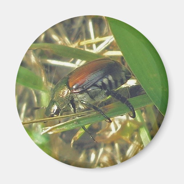 Japansk Beetle Magnet (Framsidan)