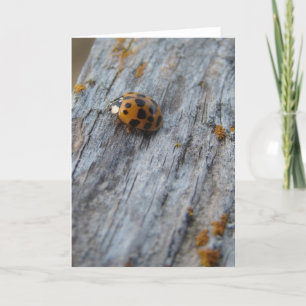 Japansk Beetle på Fence Kort