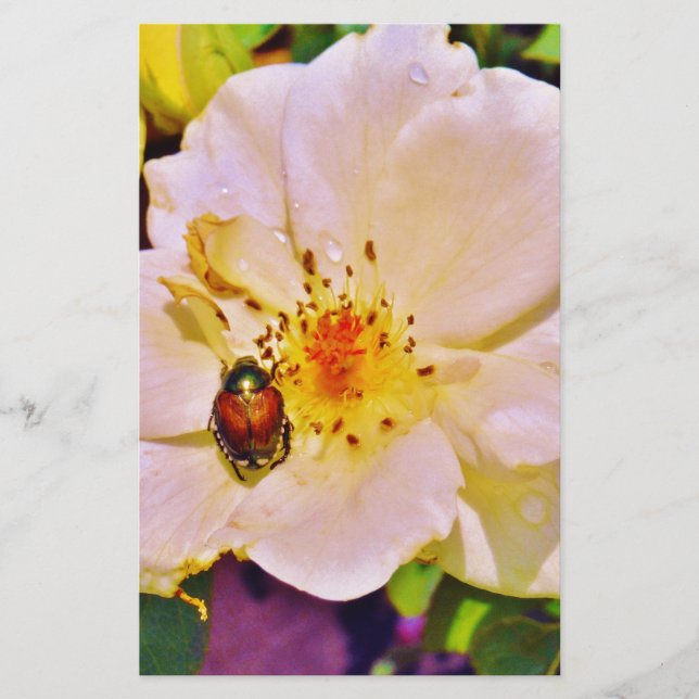 Japansk Beetle på Vit ros (Framsida)