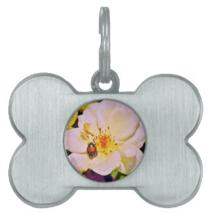 Japansk Beetle på Vit ros Namnbricka Husdjur