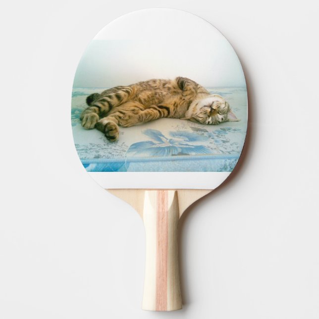 japansk bobtail brun tabby pingisracket (Framsidan)