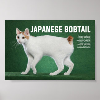 Japansk Bobtail Cat Breed Poster