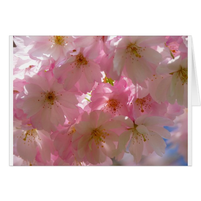 Japansk Cherry-Blommar Hälsningskort (Framsidan Horizontal)