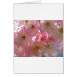 Japansk Cherry-Blommar Hälsningskort