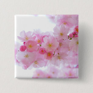 Japansk Cherry Träd Blommar Knapp