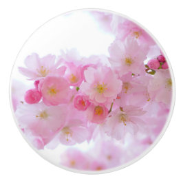 Japansk Cherry Träd Blommar Knopp