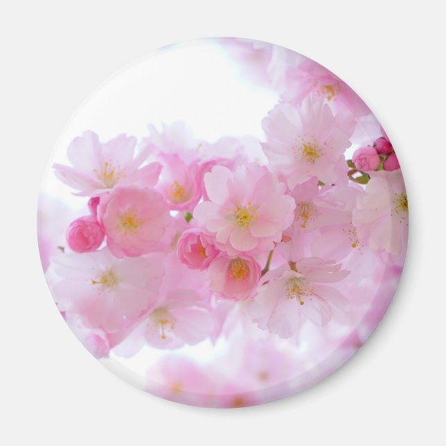 Japansk Cherry Träd Blommar Magnet (Framsidan)