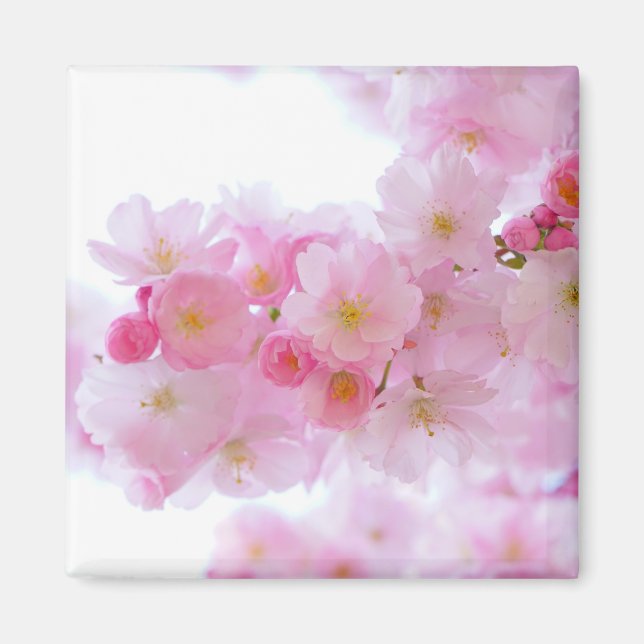 Japansk Cherry Träd Blommar Magnet (Framsidan)