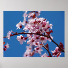 Japansk Cherry Träd Blommar