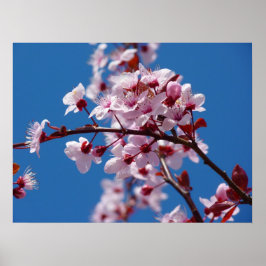 Japansk Cherry Träd Blommar Poster
