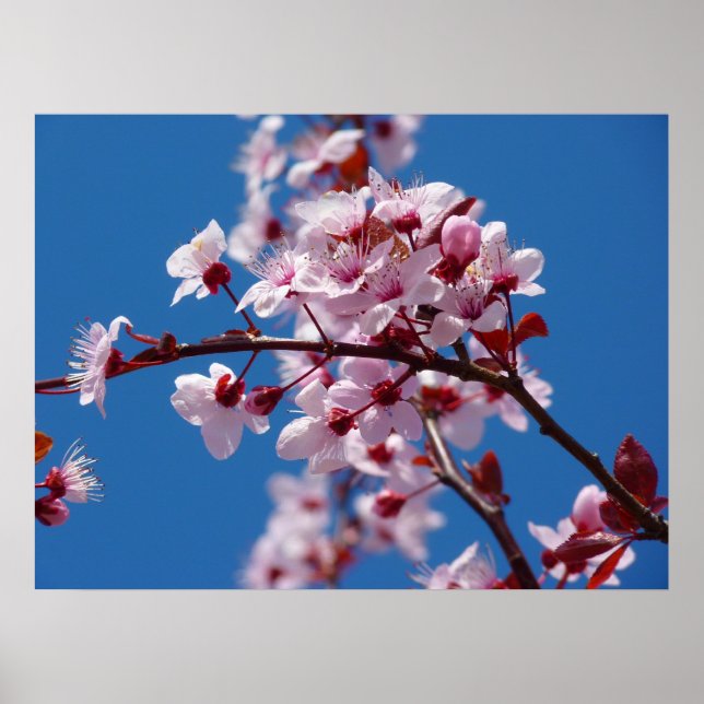 Japansk Cherry Träd Blommar Poster (Framsidan)