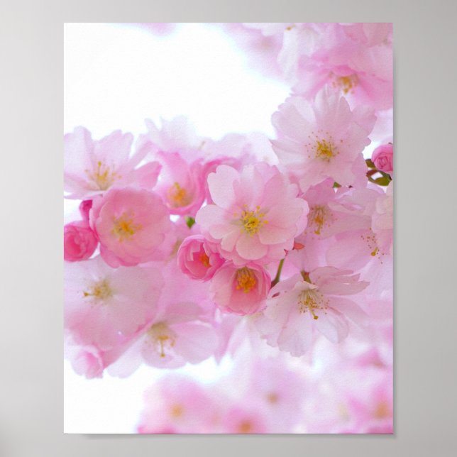 Japansk Cherry Träd Blommar Poster (Framsidan)