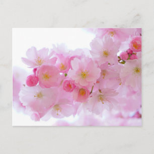 Japansk Cherry Träd Blommar Vykort