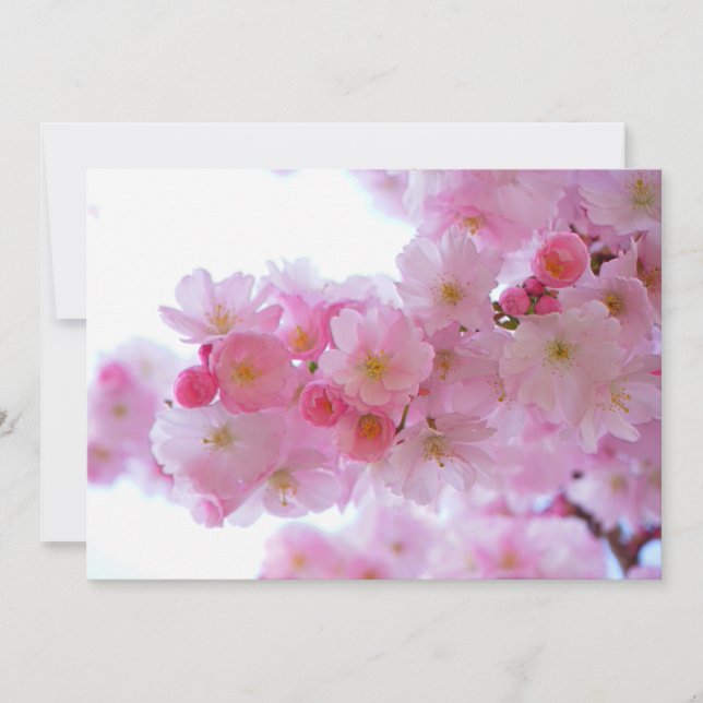 Japansk Cherry Träd Flower (Framsida)