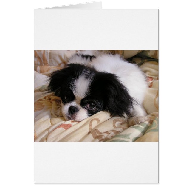 Japansk_chin-valp Hälsningskort (Framsidan)