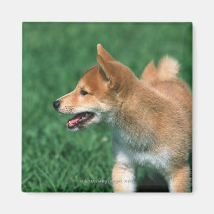 Japansk dvärgliknande person Shiba Magnet