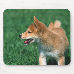 Japansk dvärgliknande person Shiba Musmatta