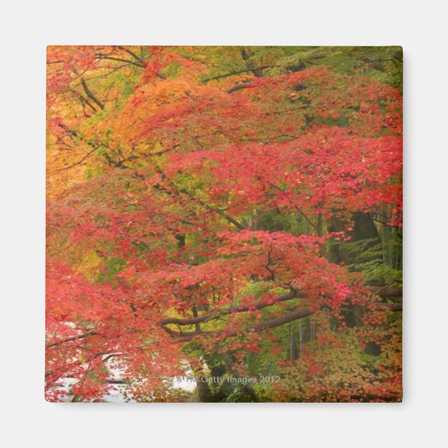 Japansk Fall Foliage Magnet (Framsidan)