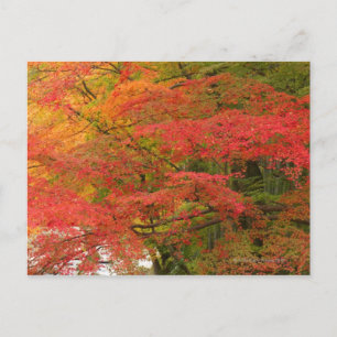 Japansk Fall Foliage Vykort