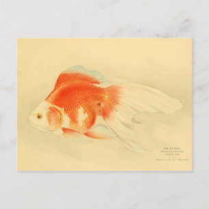 Japansk guldfisk. Ryukin. Vykort