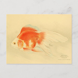 Japansk guldfisk. Ryukin. Vykort