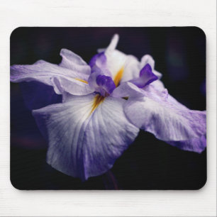 Japansk Iris Beauty Flower Musmatta