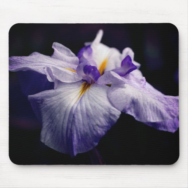 Japansk Iris Beauty Flower Musmatta (Framsidan)