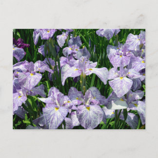 Japansk Iris: Horikiri, Tokyo Vykort