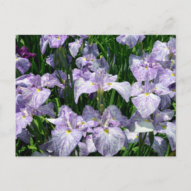 Japansk Iris: Horikiri, Tokyo Vykort (Framsida)