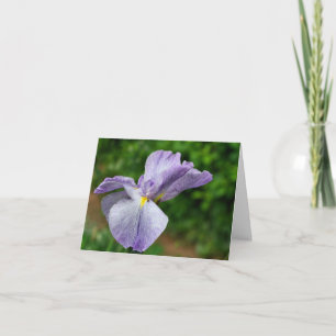 Japansk Iris Utvecklande Blomma Fotografi Anteckningskort