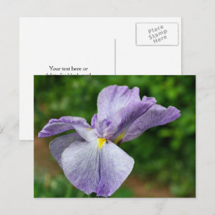Japansk Iris Utvecklar Blomma Fotografi Vykort