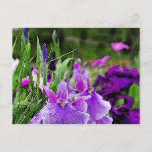 Japansk iris vykort