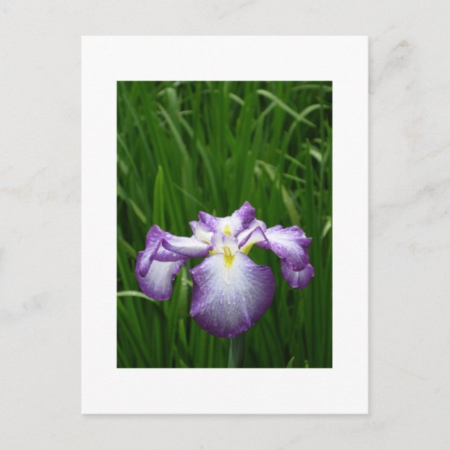 Japansk Iris Vykort (Framsida)
