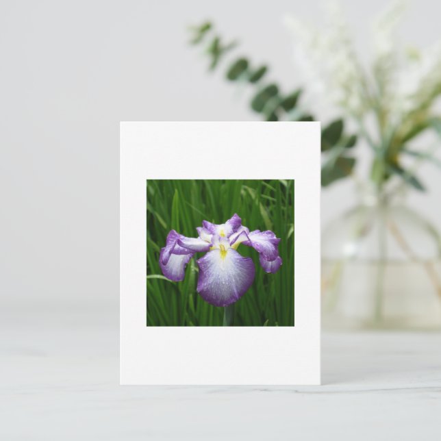 Japansk Iris Vykort (Stående Fram)