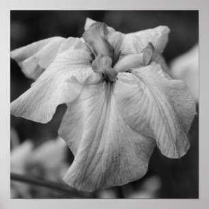 Japansk irisblomma nära svart och vitt poster