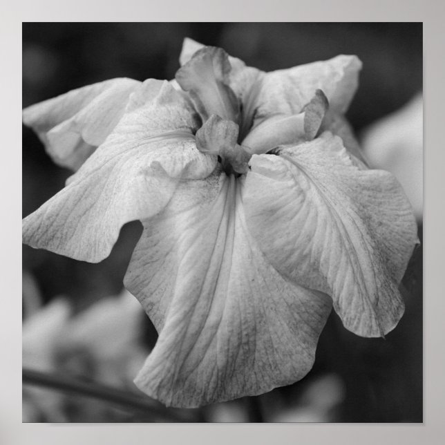 Japansk irisblomma nära svart och vitt poster (Framsidan)