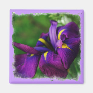 Japansk Irismagnet Magnet